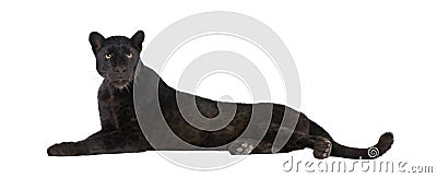 Black Leopard (6 years) Stock Photo