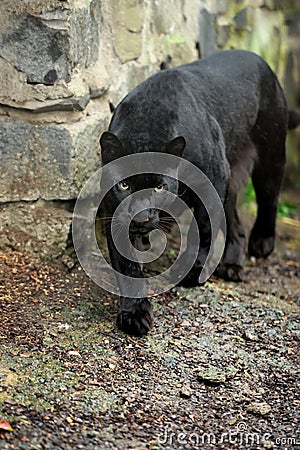 Black leopard Stock Photo