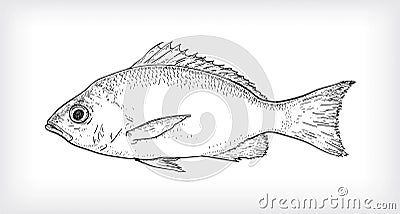 Black Line Art Illustration One Scaly Fish Vector Illustration