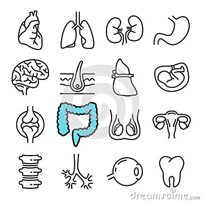 Black line Internal Organs icons set. Includes such Icons as Liver, Heart, Embryo. Vector Illustration