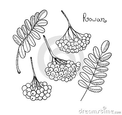 Black liner set Rowan Tree. Isolated elements of rowanberry or ashberry. Sketch leaves and cluster of Sorbus berry. Brunch of sorb Stock Photo