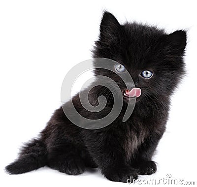 Black little kitten licking Stock Photo