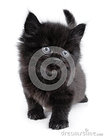 Black little kitten walking Stock Photo