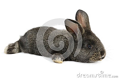 Black little rabbit Stock Photo