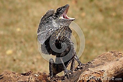 A black lizard standing on a log is wary of threats by developing skin on its neck Stock Photo