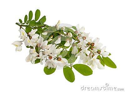 Black locust Stock Photo