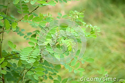 Black locust - false acacia, Robinia pseudoacacia tree Stock Photo