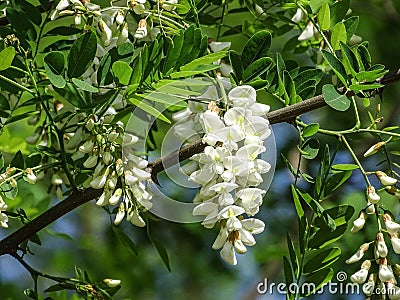 Black locust tree in bloom. Robinia pseudoacacia Stock Photo