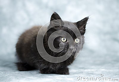 Black long hair kitten Stock Photo