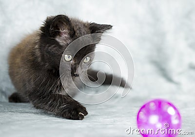 Black long hair kitten playing with pink ball Stock Photo