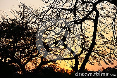 black look tree in sunset time Stock Photo