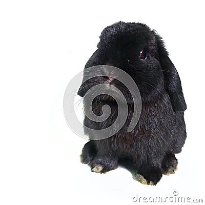 cute Black lop rabbit isolated white background Stock Photo