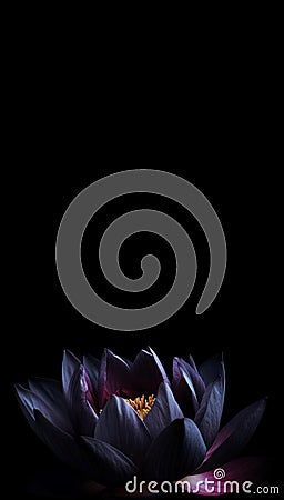 Black lotus flower in dark vertical banner. Generate Ai Stock Photo