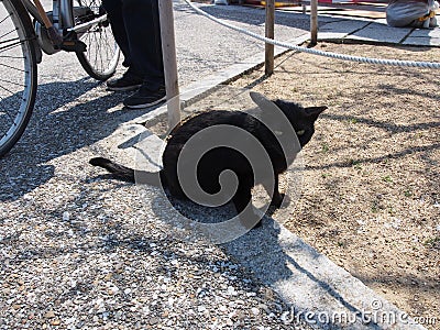 Black Cat Starring Japan Travel Stock Photo