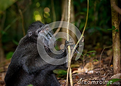 Black macaque, Sulawesi, Indonesia Stock Photo