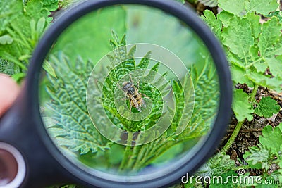 A black magnifier in the hand magnifies a bee Stock Photo