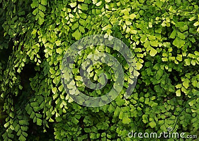 Black maidenhair fern, maidenhair fern,or venus hair fern Stock Photo