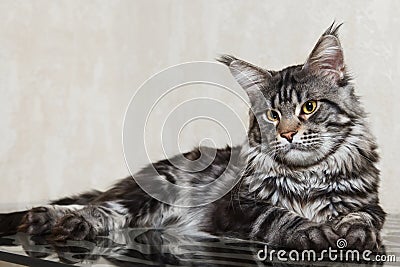 black-maine-coon-cat-posing-glass-table-