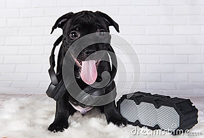 Black male American Staffordshire Bull Terrier dog puppy with softbox and headphones on white Stock Photo