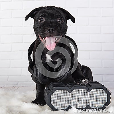 Black male American Staffordshire Bull Terrier dog puppy with softbox and headphones on white Stock Photo