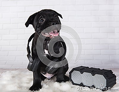 Black male American Staffordshire Bull Terrier dog puppy with softbox and headphones on white Stock Photo