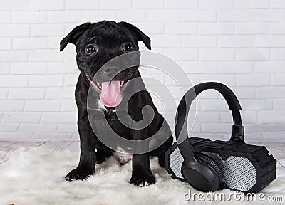 Black male American Staffordshire Bull Terrier dog puppy with softbox and headphones on white Stock Photo