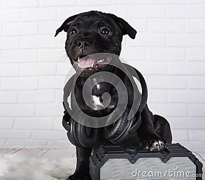 Black male American Staffordshire Bull Terrier dog puppy with softbox and headphones on white Stock Photo