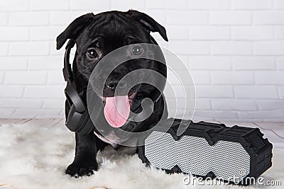 Black male American Staffordshire Bull Terrier dog puppy with softbox and headphones on white Stock Photo