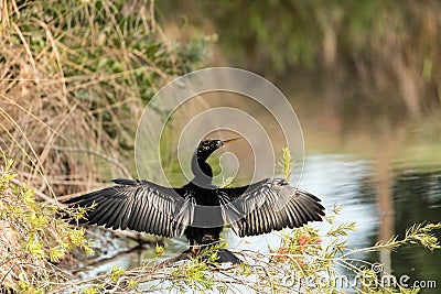 Black male Anhinga anhinga dries is wings Stock Photo