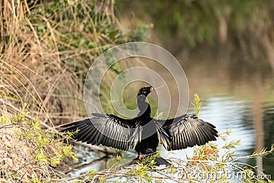 Black male Anhinga anhinga dries is wings Stock Photo