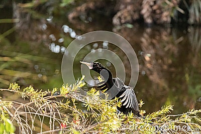 Black male Anhinga anhinga dries is wings Stock Photo