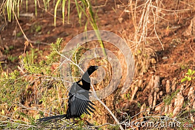 Black male Anhinga anhinga dries is wings Stock Photo