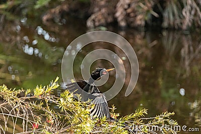 Black male Anhinga anhinga dries is wings Stock Photo