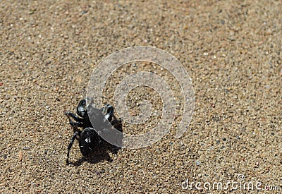 Black male bold jumping spider on concrete outside Stock Photo