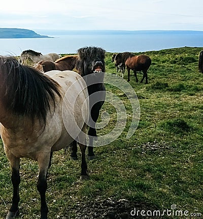 Black male horse with funny face back to female horse. Naughty gesture and as if laughing at the camera Stock Photo