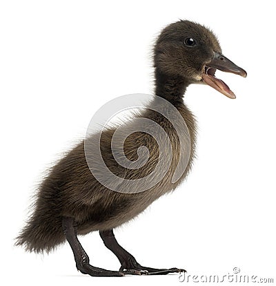 Black Mallard or wild duck, Anas platyrhynchos Stock Photo