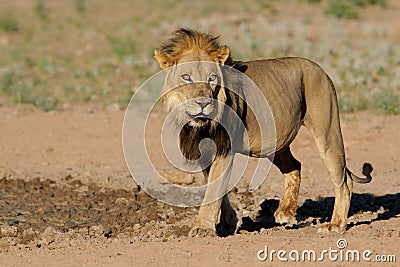 Black-maned African lion Stock Photo