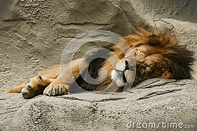 Black Maned Lion Sleeping in Cave Stock Photo