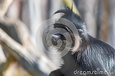 Black mangabey - Cercopithecidae sitting on a branch. Little black monkey Stock Photo