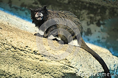 Black-mantled tamarin Stock Photo