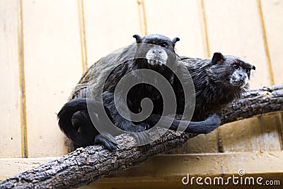 Black-mantled tamarin, Saguinus nigricollis Graells, a rare subspecies Stock Photo