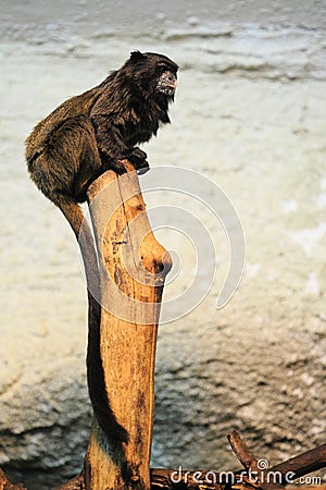 Black-mantled tamarin Stock Photo