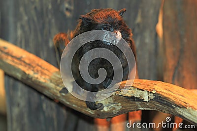 Black-mantled tamarin Stock Photo