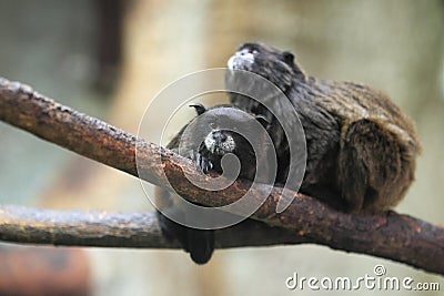 Black-mantled tamarins Stock Photo