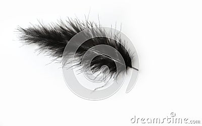 Black marabou feather on a white background Stock Photo