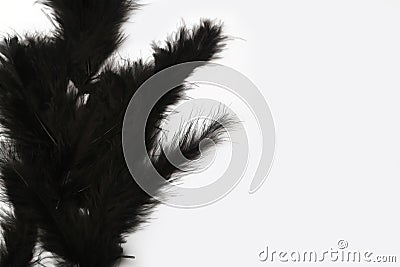 Black marabou feathers on a white background Stock Photo