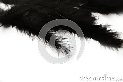 Black marabou feathers on a white background Stock Photo