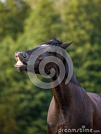 Black mare draft horse smiling on command in the evening sunlight on green forest background Stock Photo