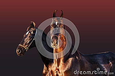 Black Marwari mares posing together at gradient background Stock Photo