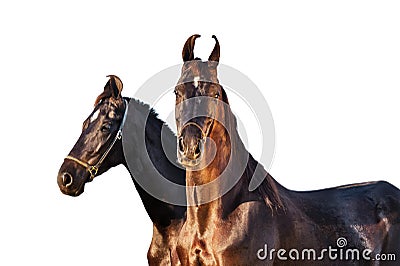 Black Marwari mares posing together at light background Stock Photo